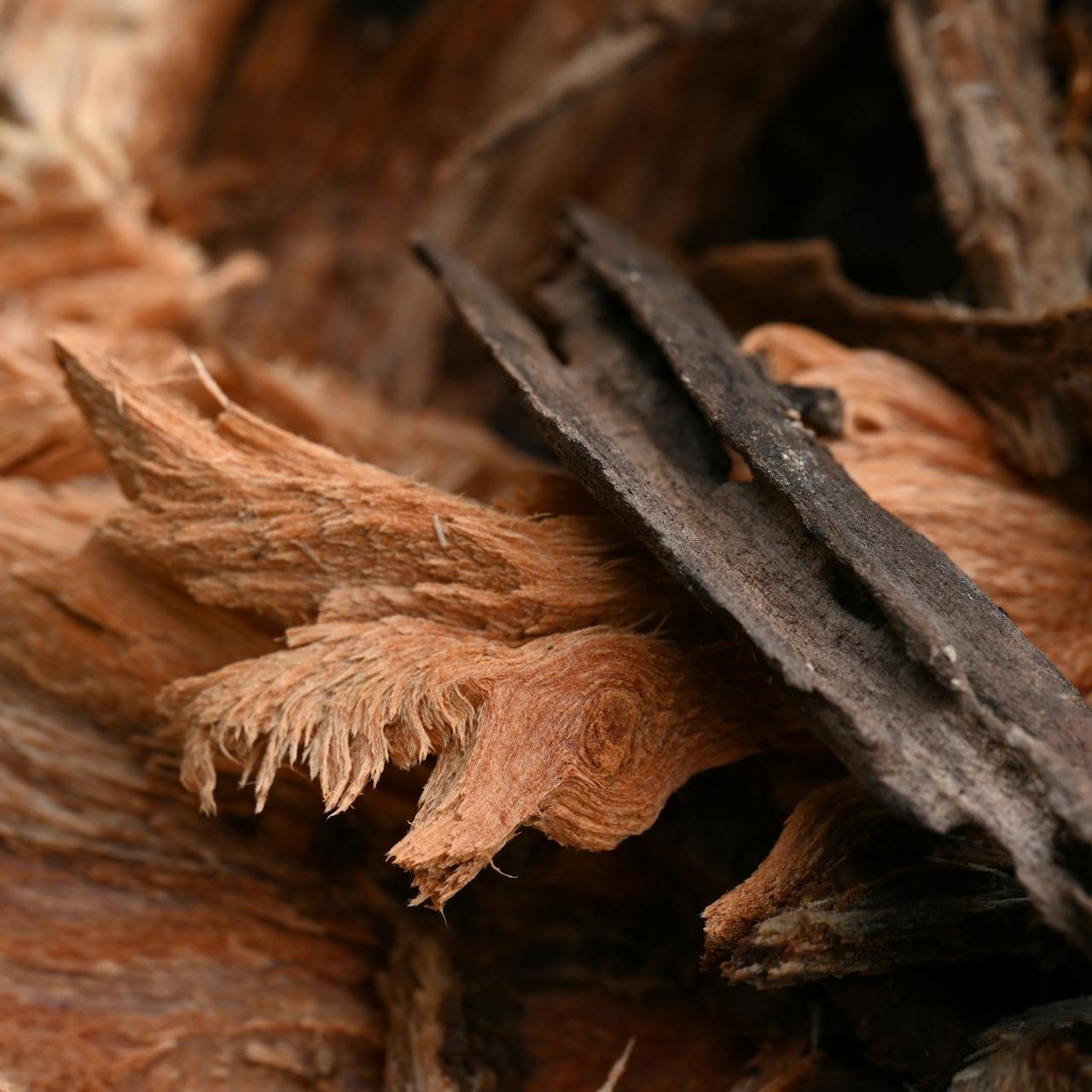 Agarwood