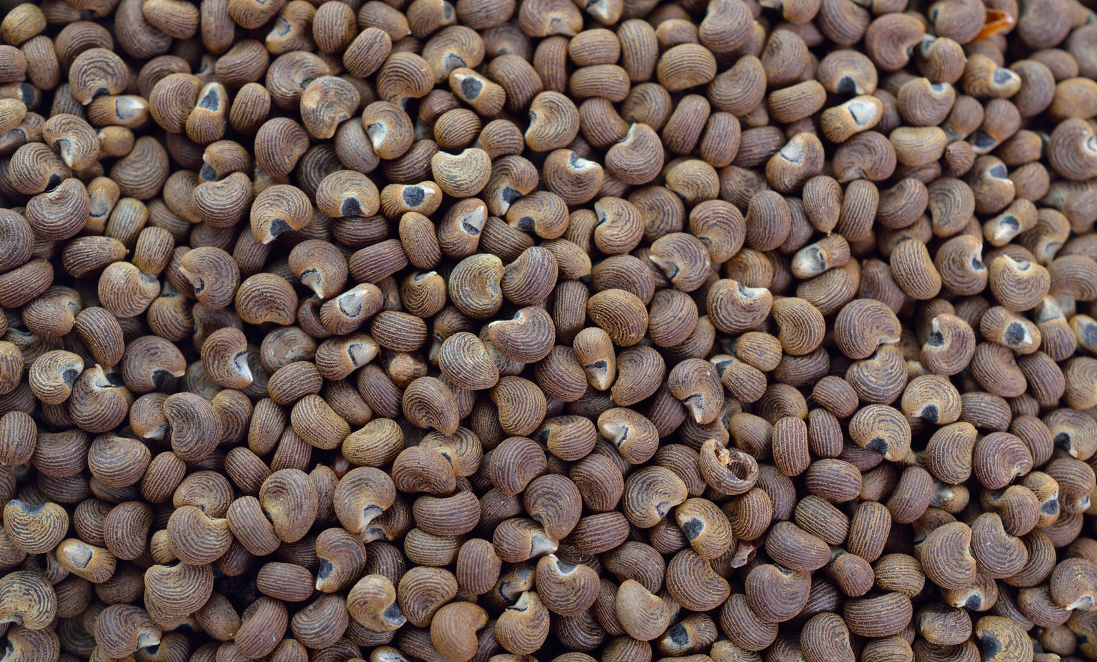 Ambrette Seed