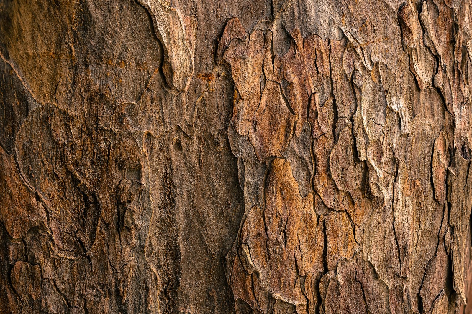 Amyris Wood