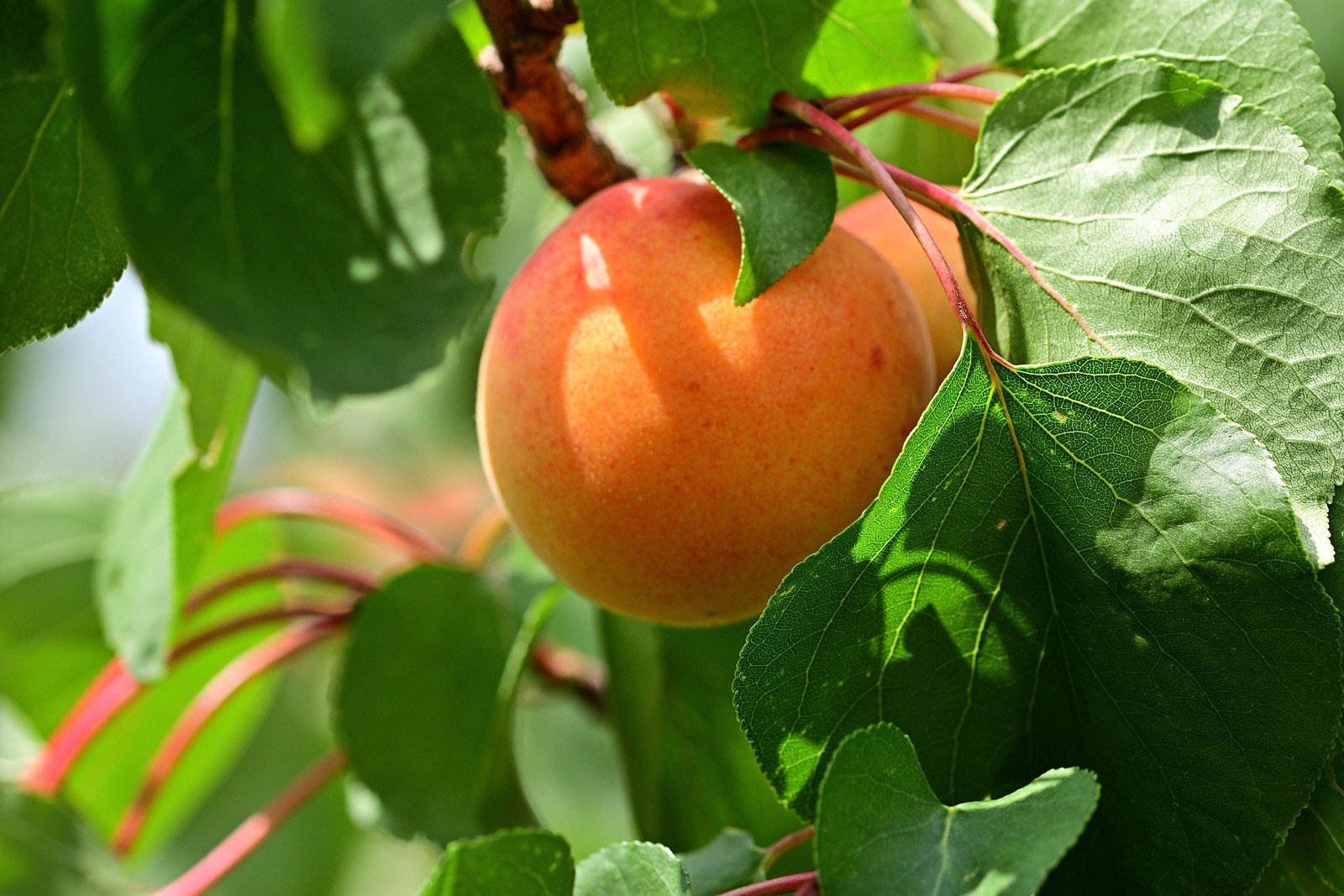 Apricot