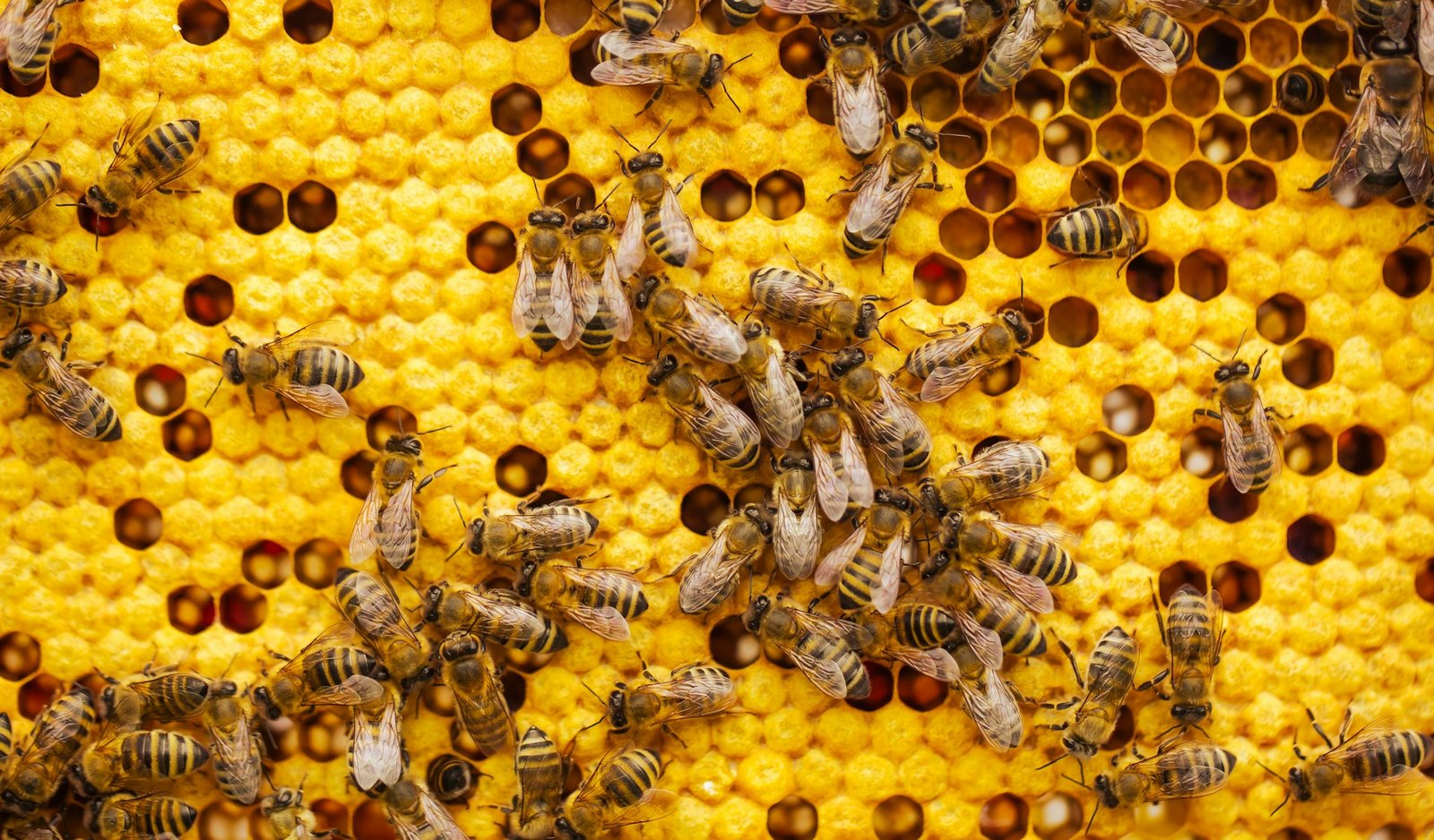 Beeswax