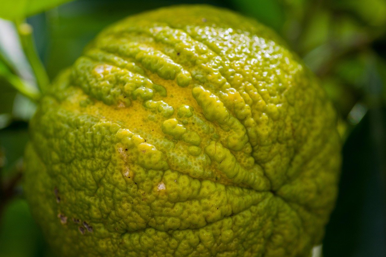 Bergamot