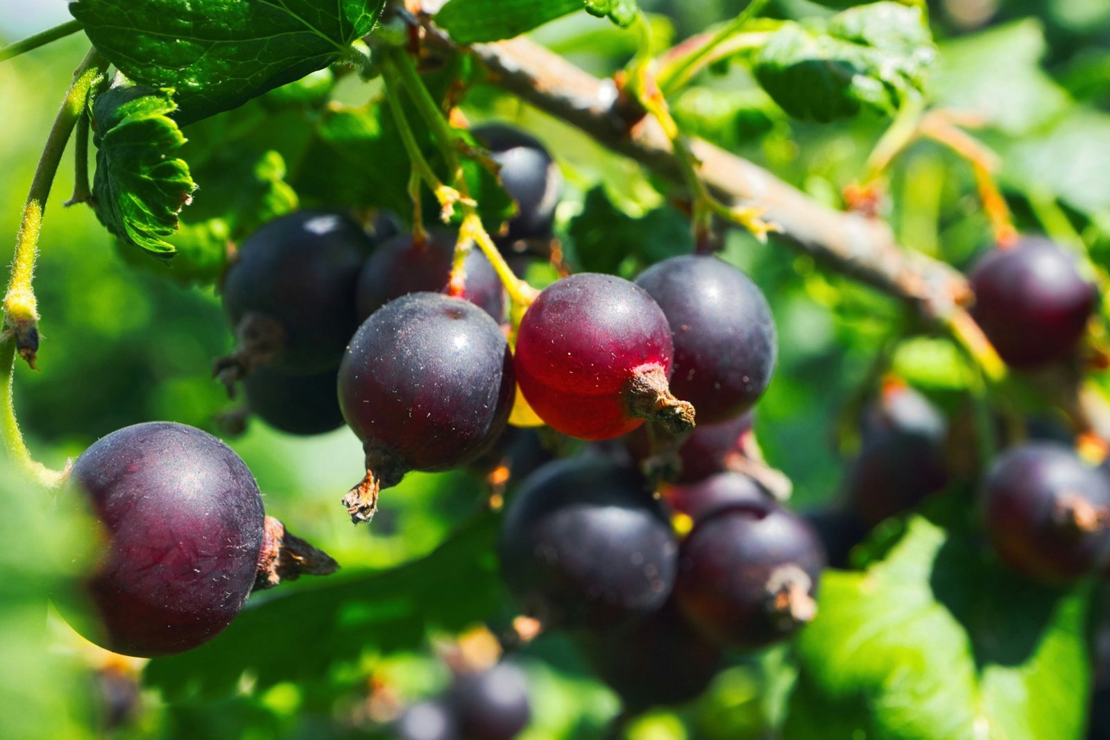 Blackcurrant