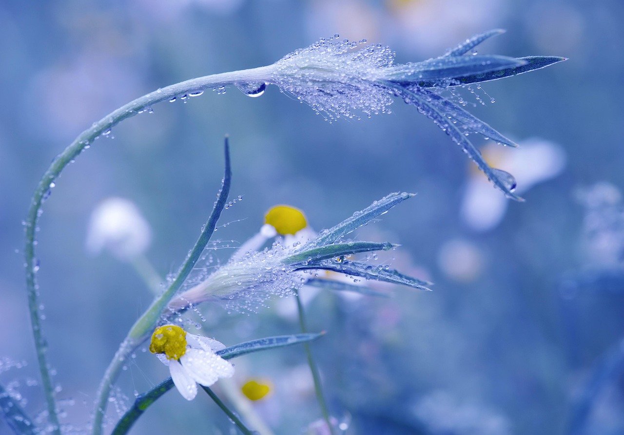 Blue Chamomile