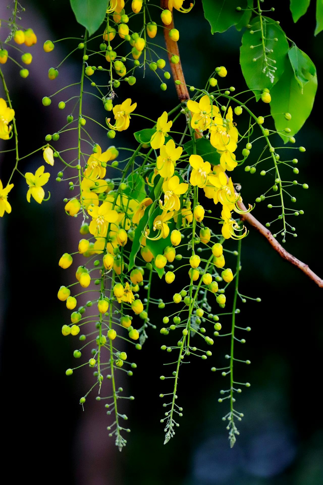 Cassia