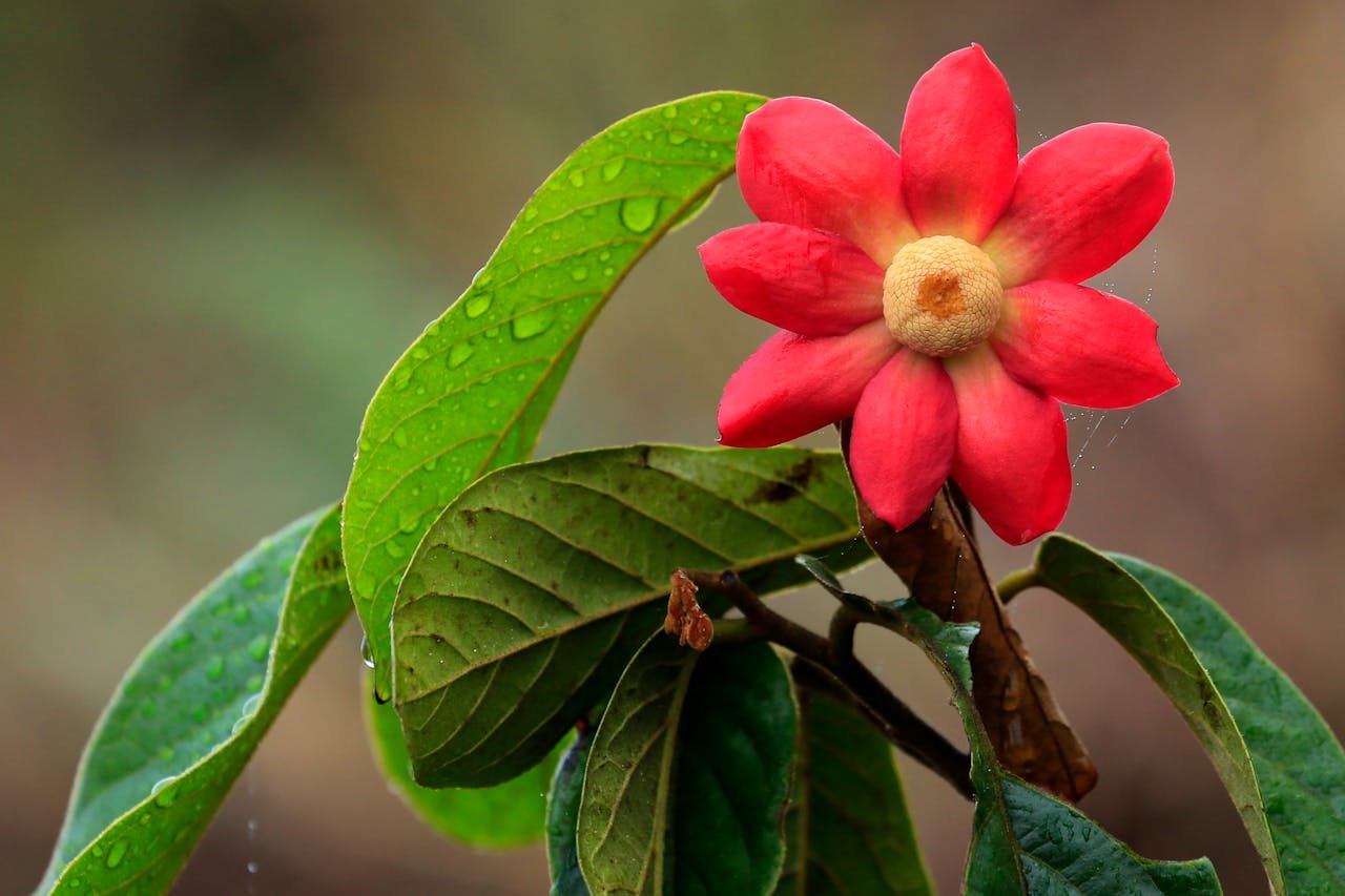 Champaca Flower