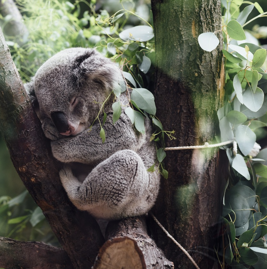 Eucalyptus