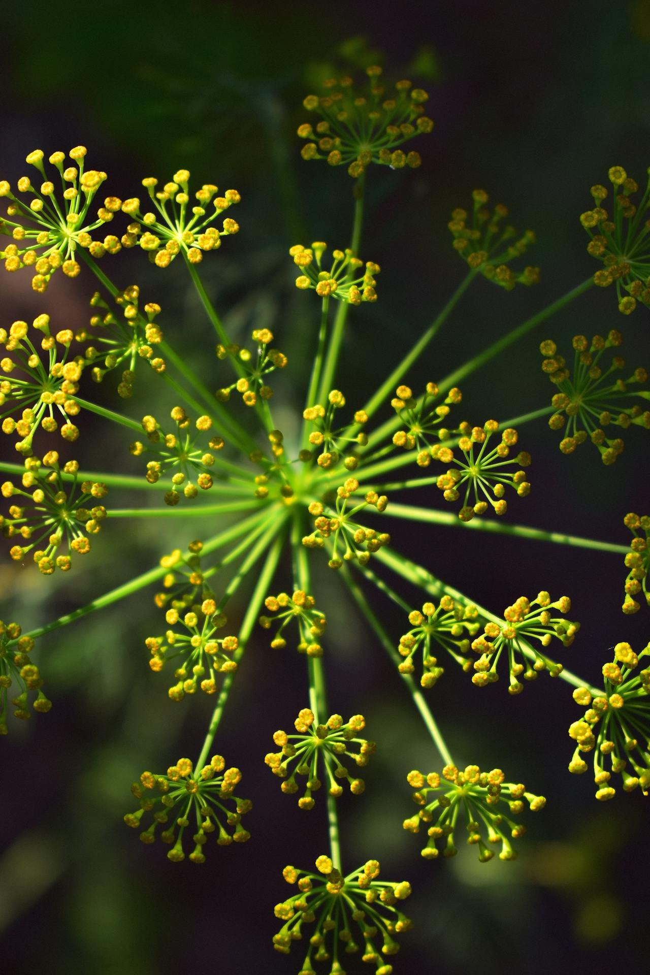 Fennel