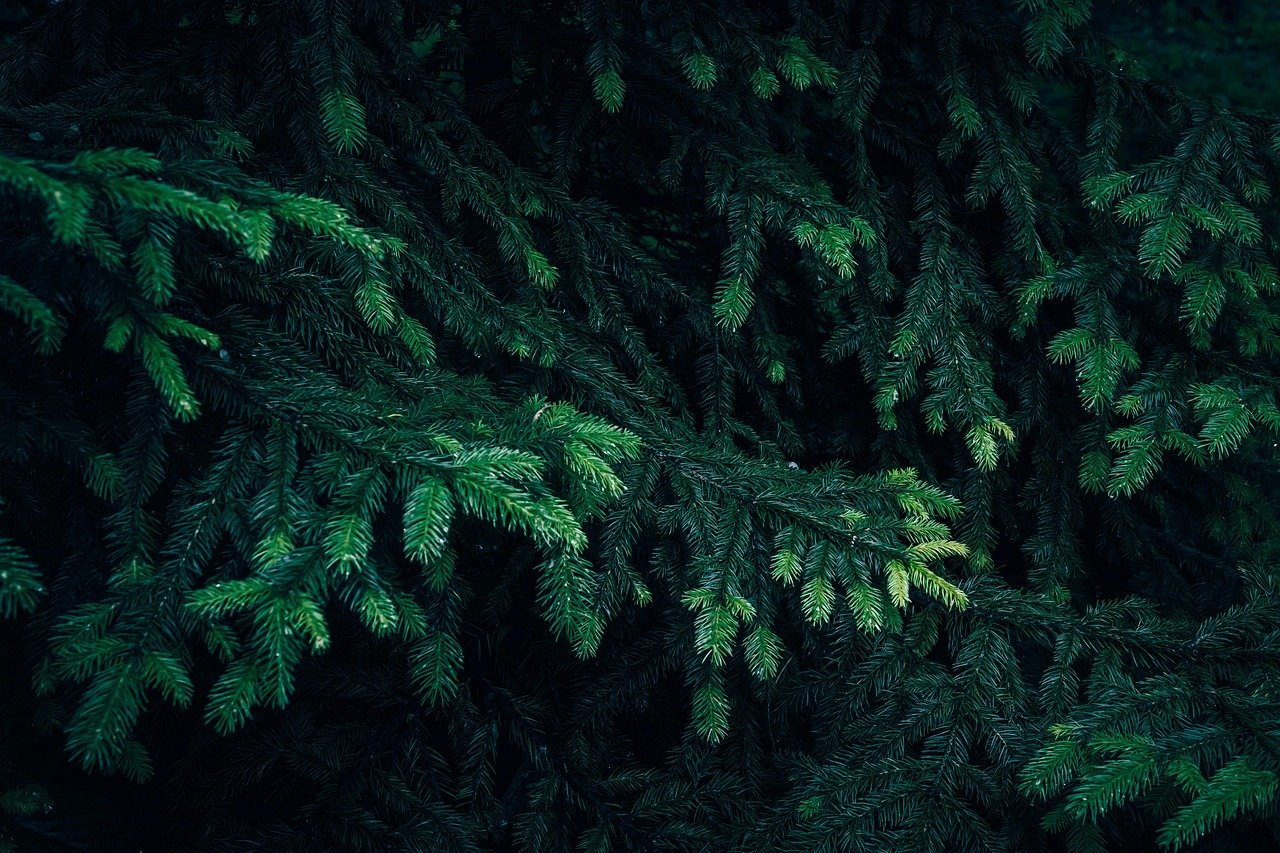 Fir Needle