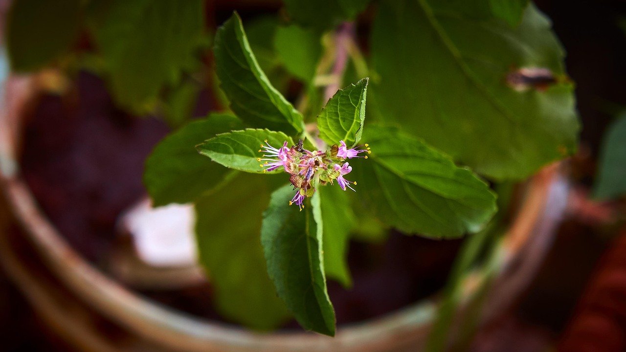 Holy Basil