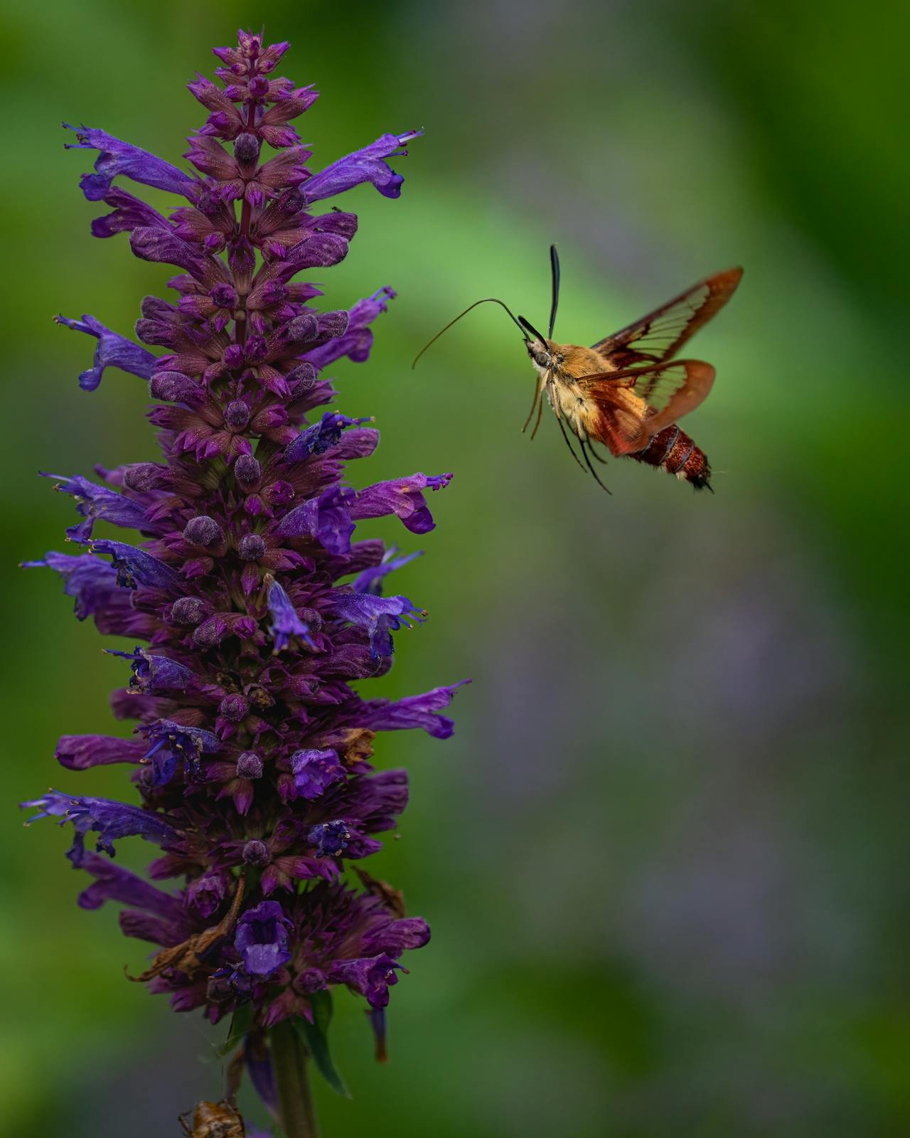 Hyssop
