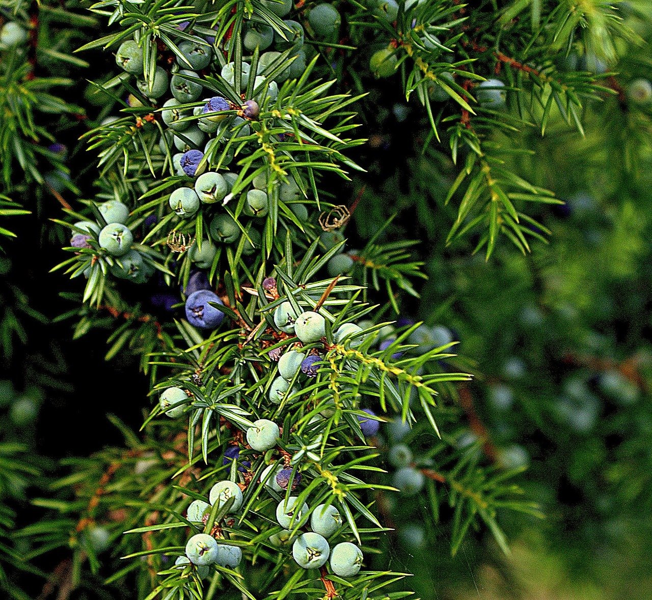 Juniper Berry