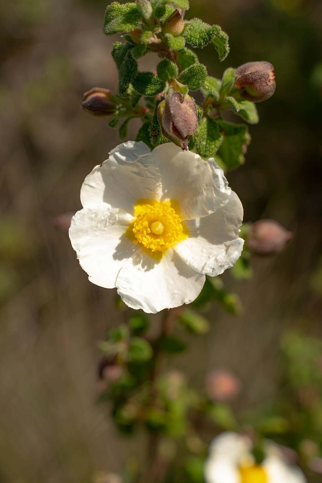 Labdanum