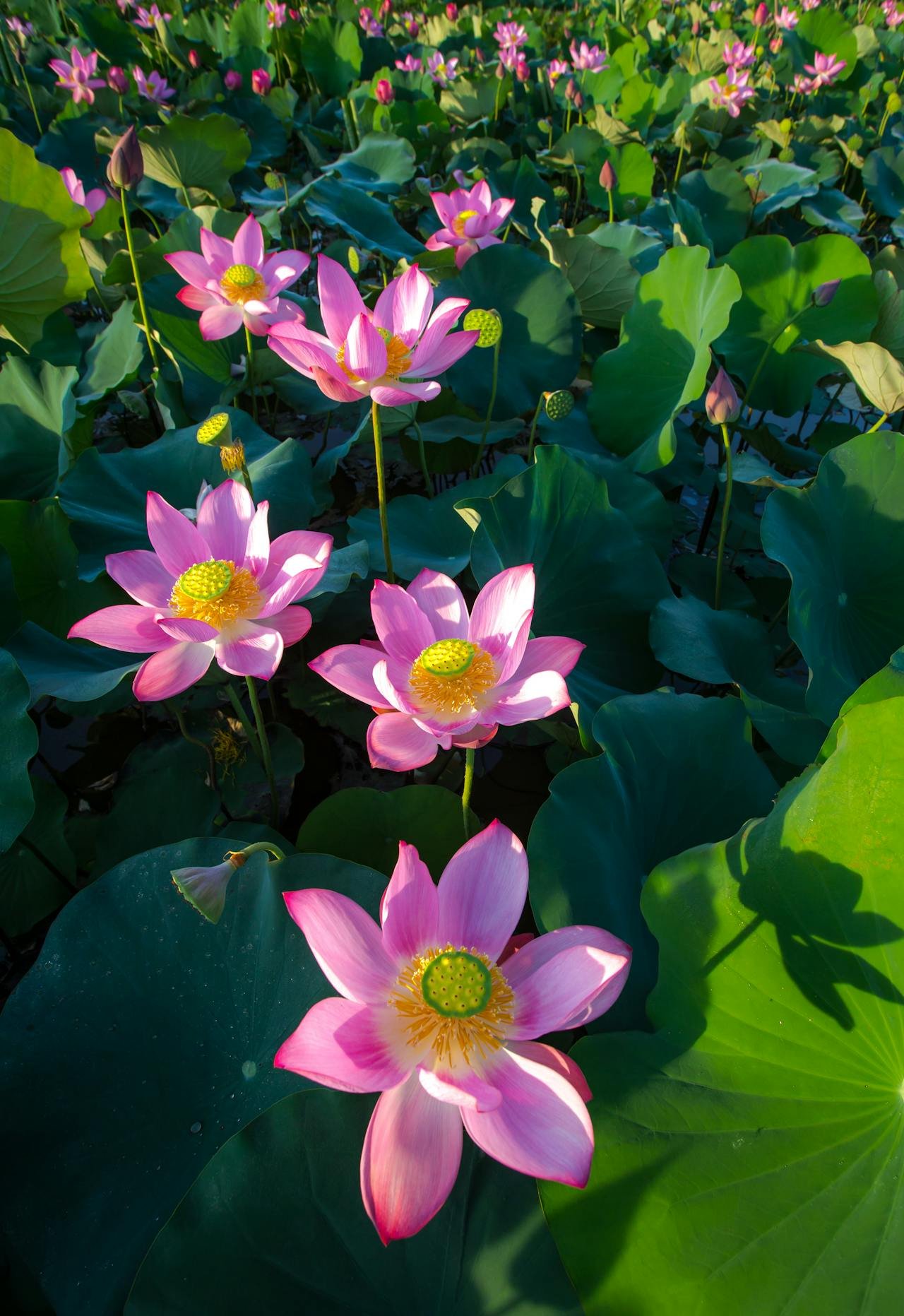 Lotus