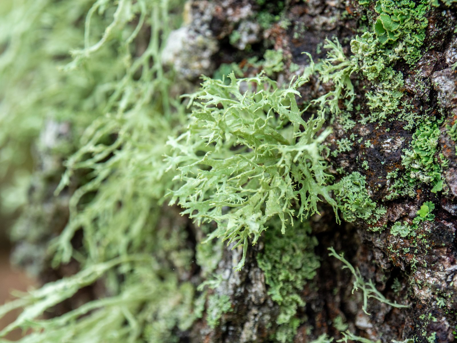 Oakmoss