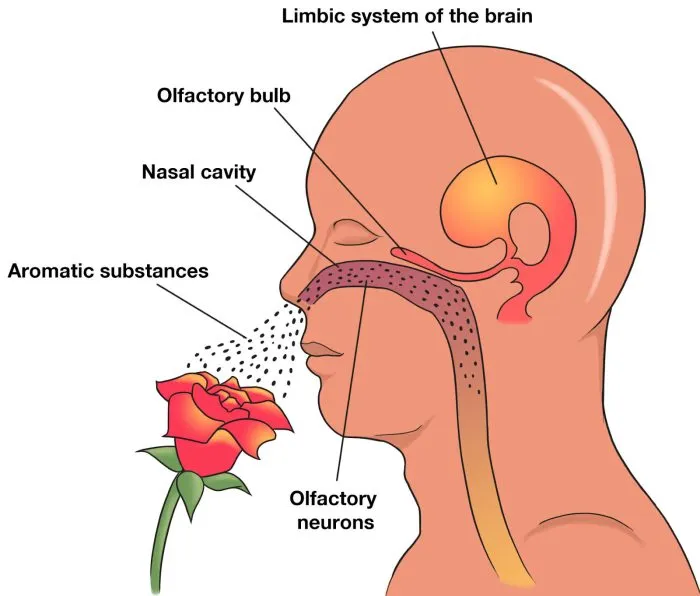 Limbic Olfaction