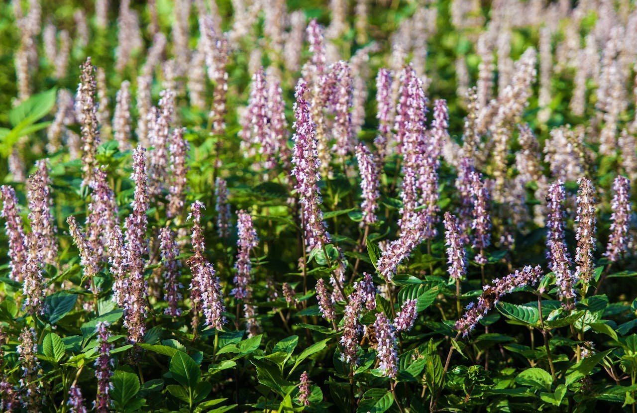 Patchouli