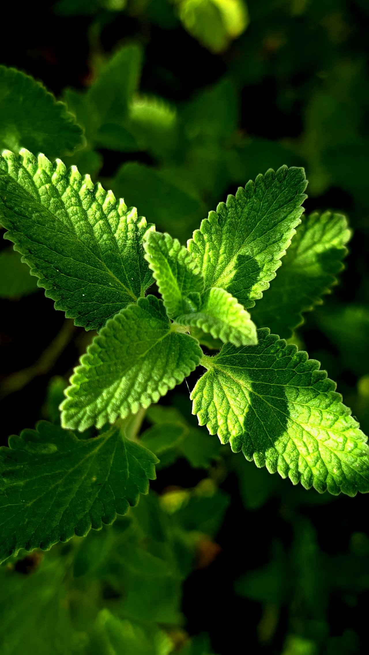 Peppermint