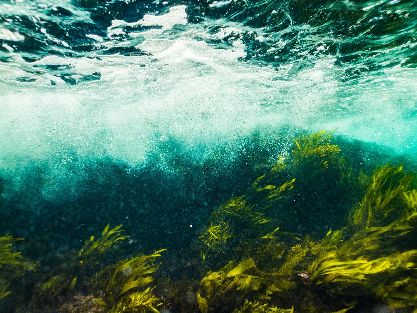 Seaweed