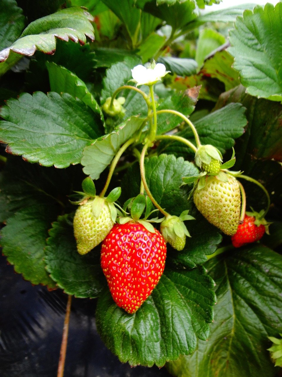 Strawberry