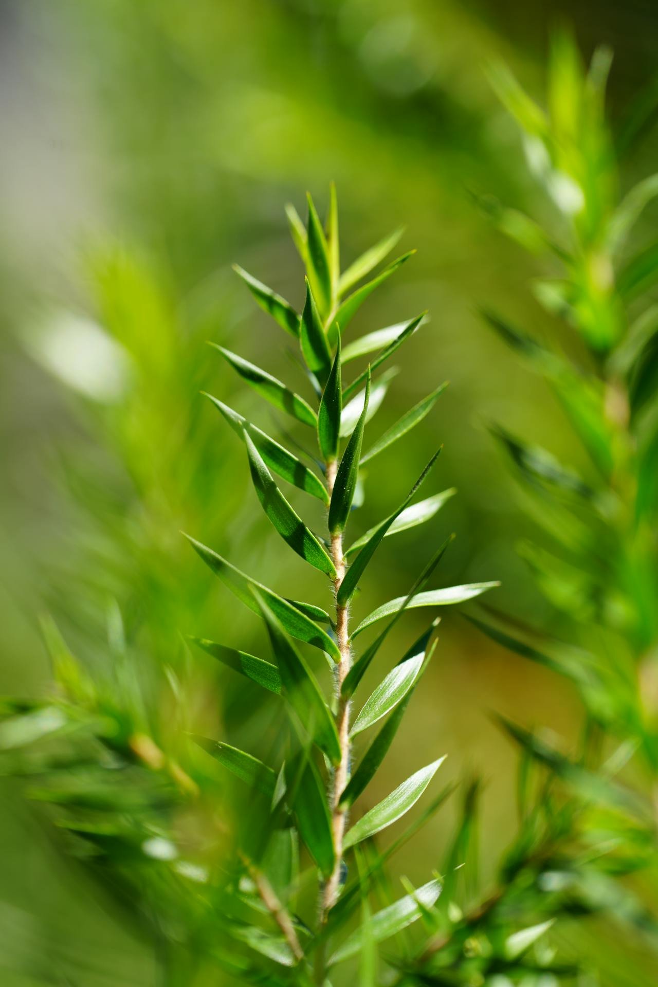 Tea Tree