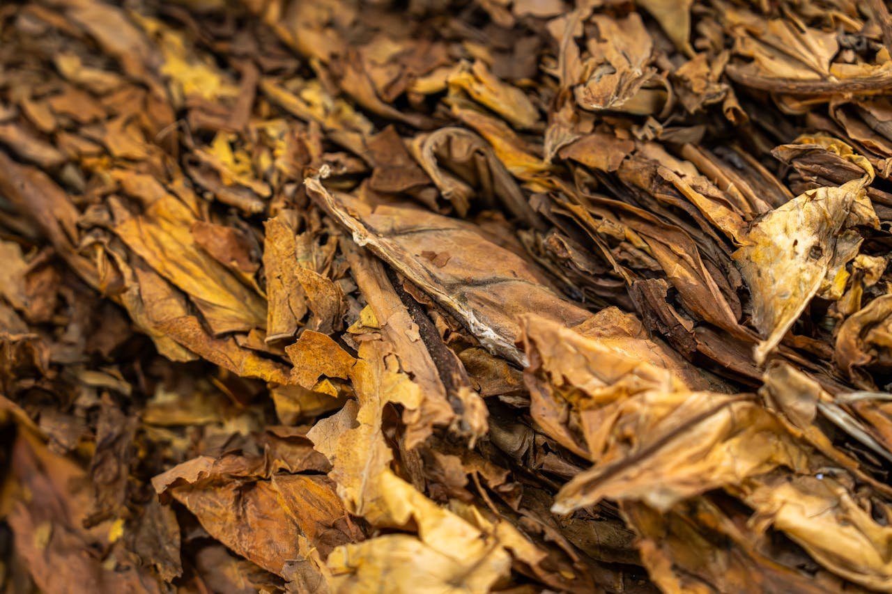 Tobacco