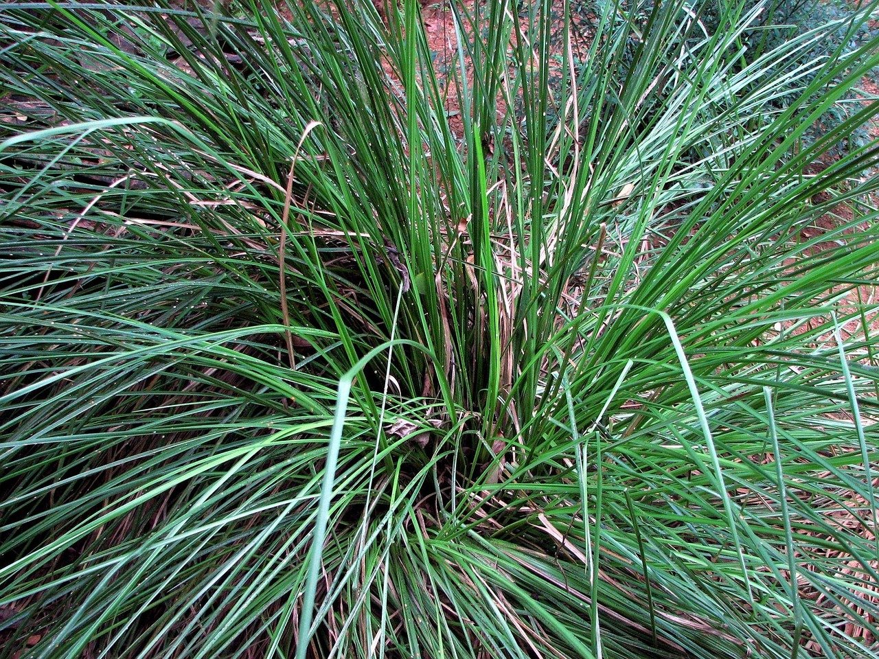 Vetiver