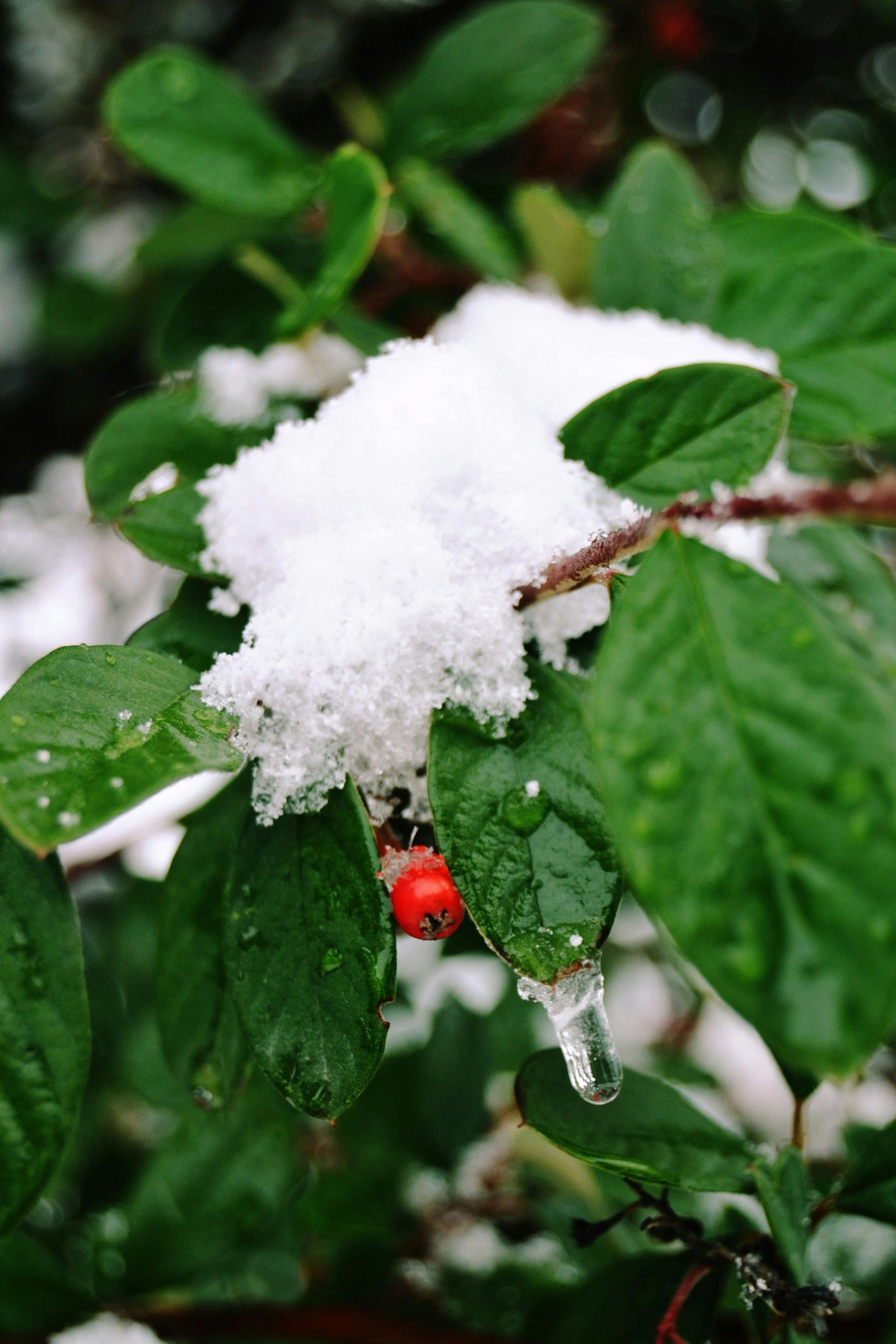 Wintergreen