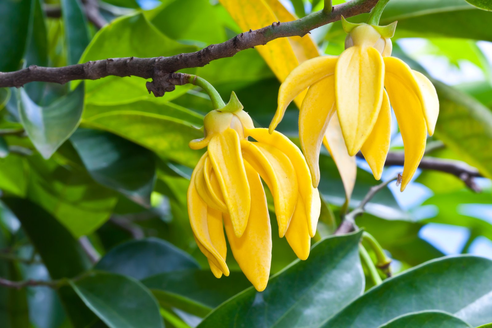 Ylang Ylang Extra